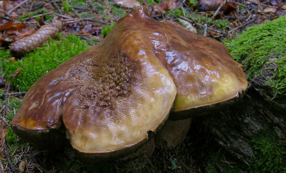 Pioggia per 2 giorni...i funghi arriveranno